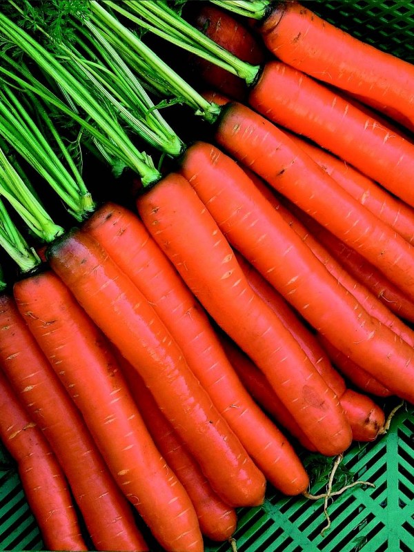 Carrot Rodelika