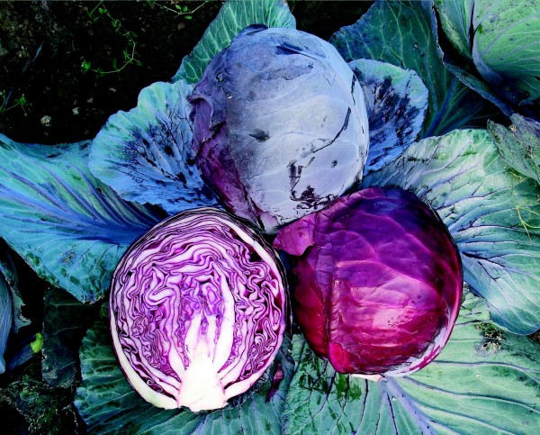 Red cabbage Rodynda