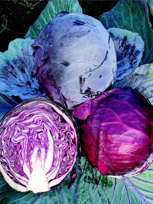 Red cabbage Rodynda