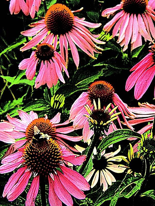 Purple Coneflower