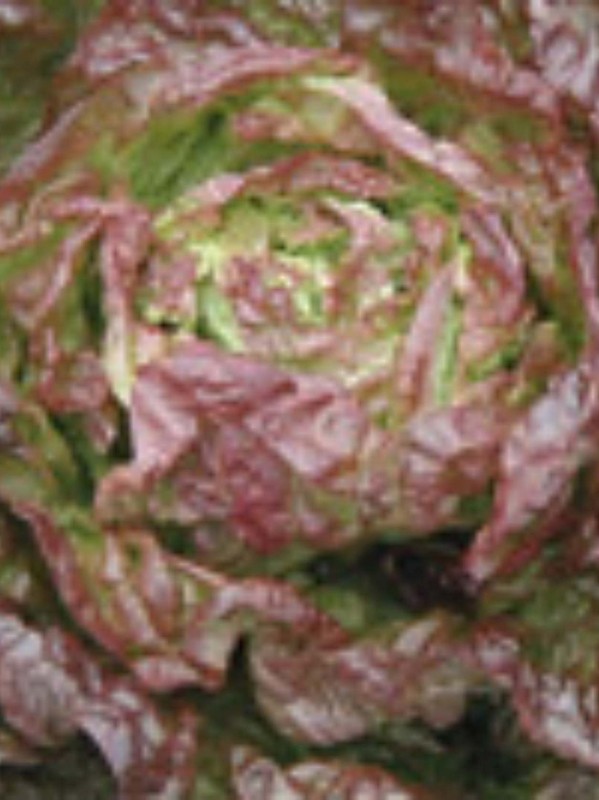 Lettuce Merveille des quatre saisons