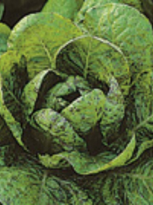 Romaine lettuce Forellenschluss