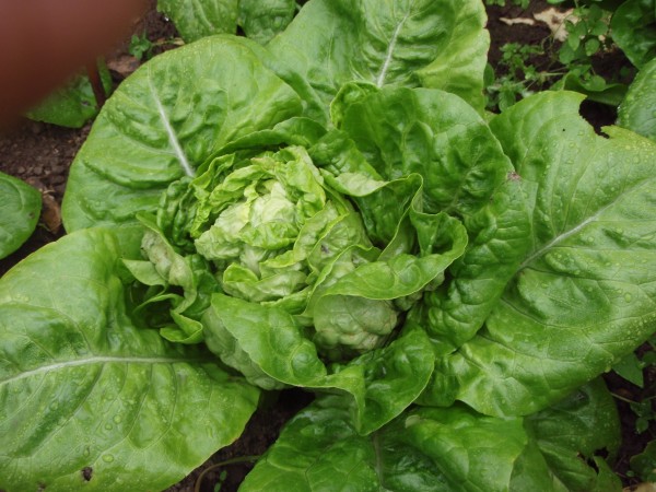 Romaine lettuce Little gem