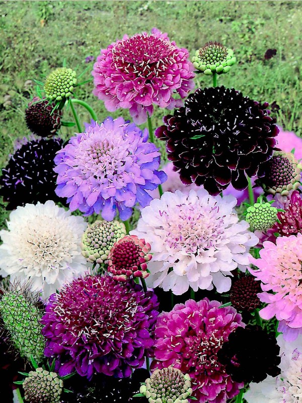 EKO SEME SCABIOSE ATROPURPUREA