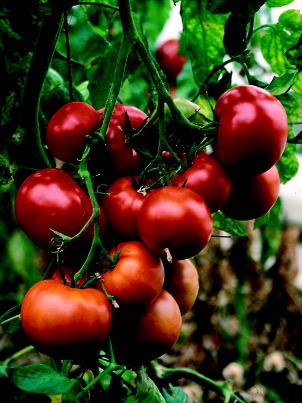 Tomato St. Pierre