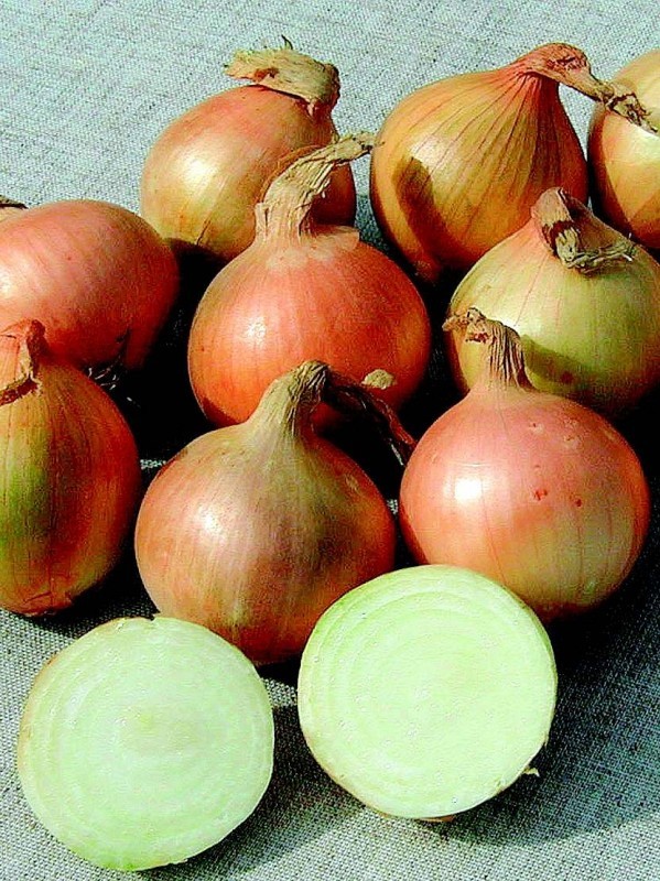Onion bulbs Sturon