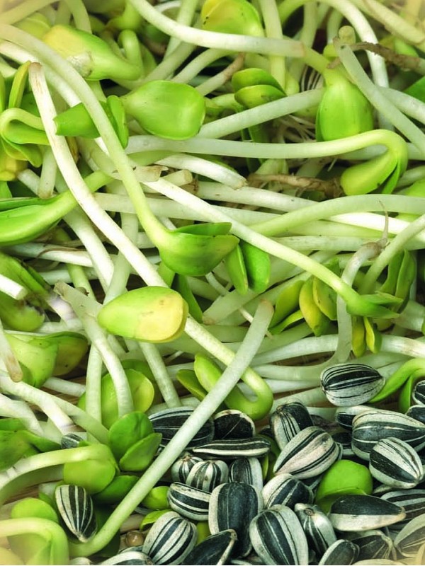 Organic sunflower seeds for sprouting