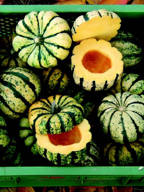 Sweet dumpling squash