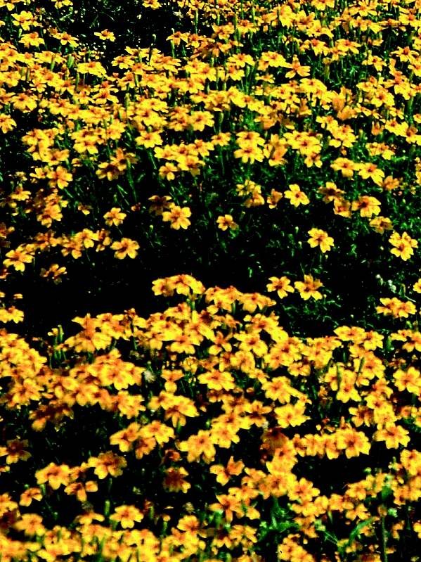 Marigold