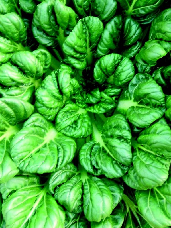 Image of Tatsoi and Radicchio plants