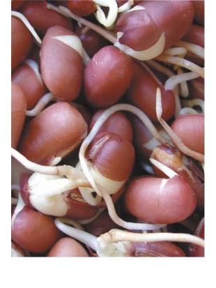 Organic Adzuki beans seeds for sprouting