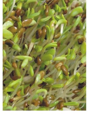 Organic alfalfa seeds for sprouting