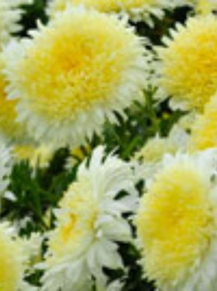 China aster yellow