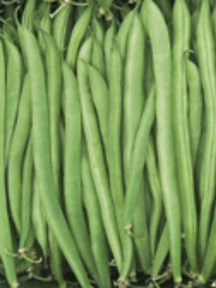 French bean Saxa