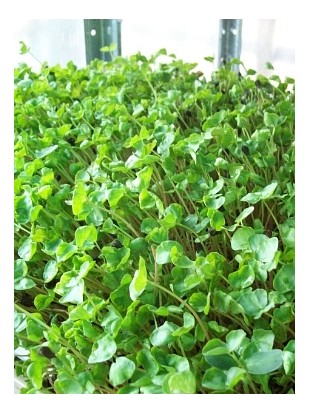 Organic buckwheat seeds for microgreens