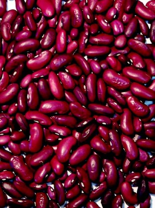 Dry bean Canadian wonder - kidneybean