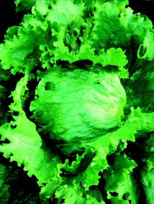 Lettuce Great lakes