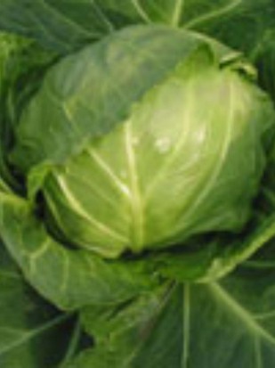 Cabbage Derby day