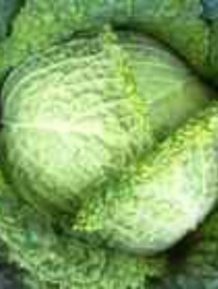 Savoy cabbage Vertus