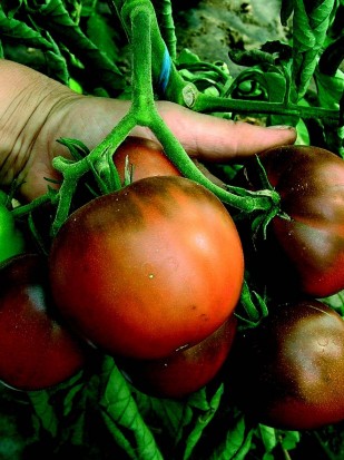 Tomato Lilac