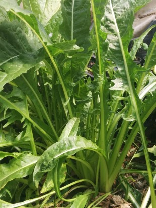 Chicory Catalogna Gigante di Chioggia