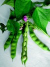 French bean Forellenbohne