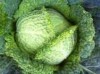 Savoy cabbage Vertus