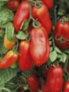 Tomato San marzano 2