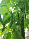 Runner bean Breginc