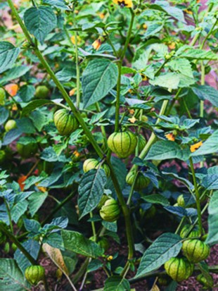 Green tomatillo