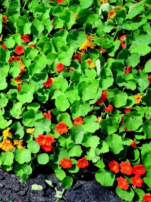 Climbing nasturtium