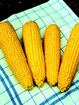 Sweet corn