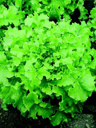 Lettuce White bowl