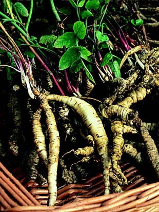 Skirret