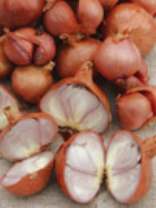 Shallot Laaer Rosa Lotte