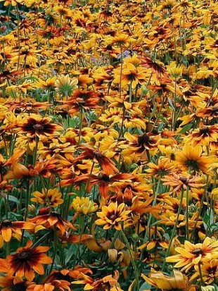 Black eyed Susan