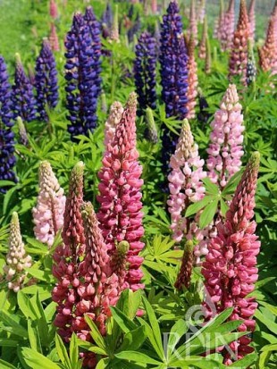 Bunte Lupine