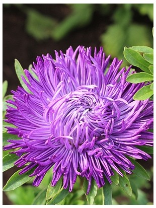 Krallen aster lilac