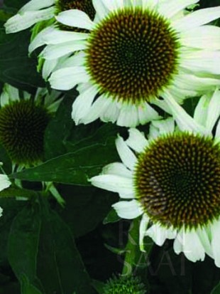 White Coneflower