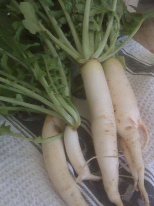 EKO SEME REDKEV DAIKON Minowase Summer cross Nr3