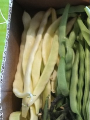 French bean Rumeni maslenec