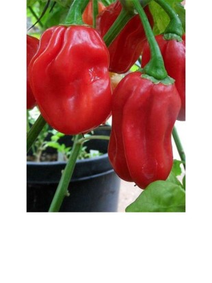 Chilli Habanero tropical red