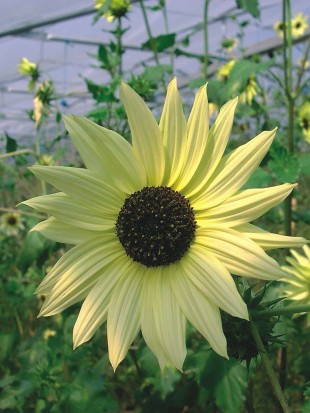 Sunflower Italian white