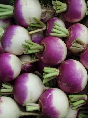 TURNIP BLANC GLOBE A COLLET VIOLET