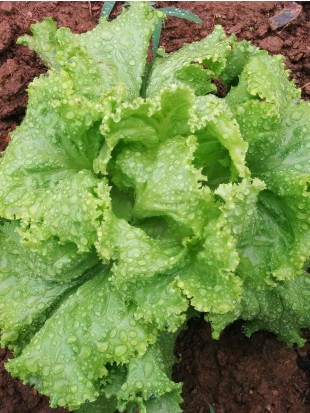 Lettuce Ljubljanska ledenka