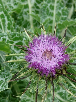 Milk thistle