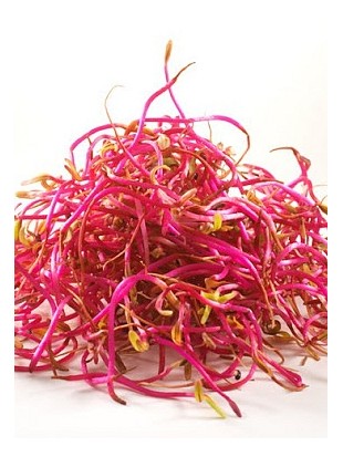 Organic beetroot seeds for sprouting