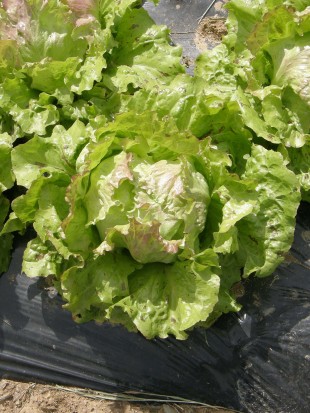 Lettuce Vegorka (Blonde de Paris)