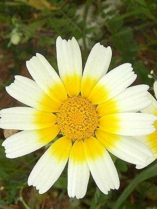 Garland Chrysanthemum