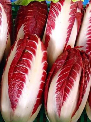 Radicchio Rosso di Treviso